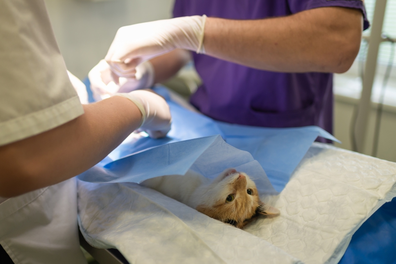 veterinaire-ST RAPHAEL-min_health-4385852